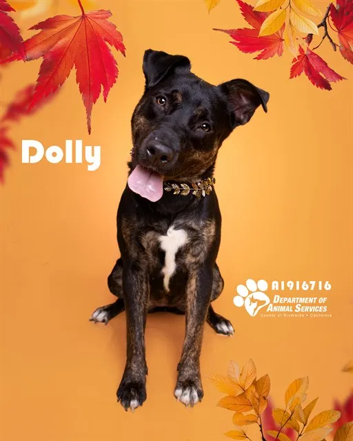 Dolly