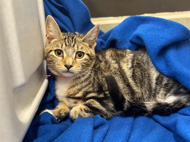 Adoptable Cat