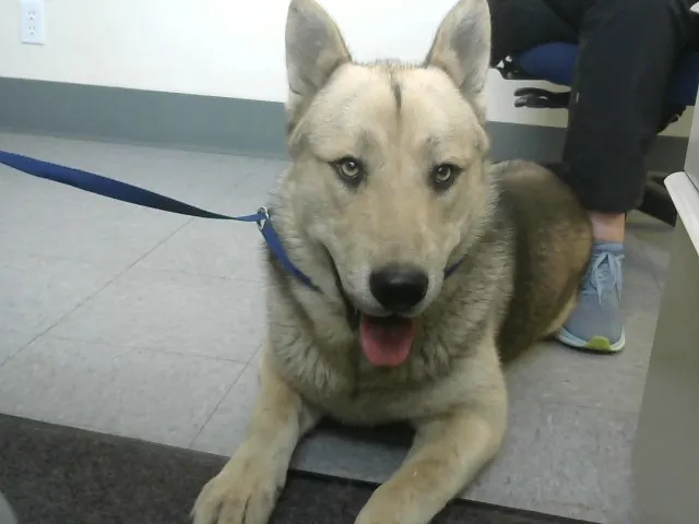 Adoptable Dog