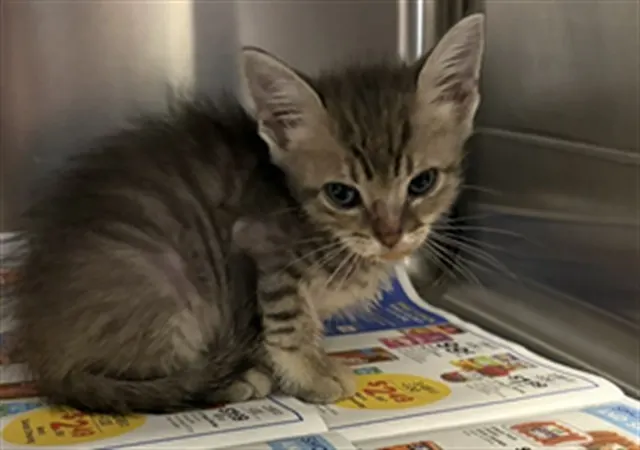 Adoptable Cat