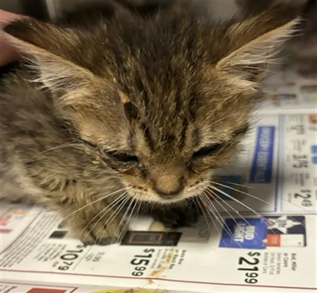 Adoptable Cat