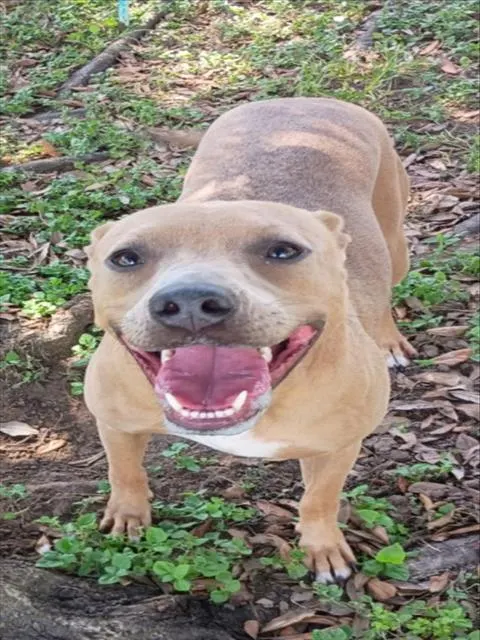 Nala
