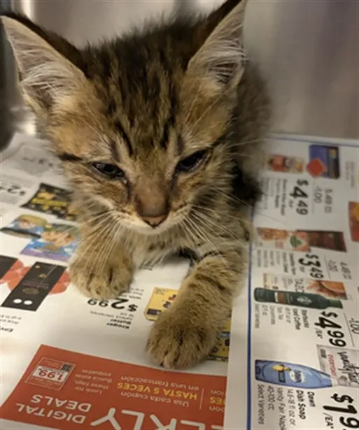 Adoptable Cat