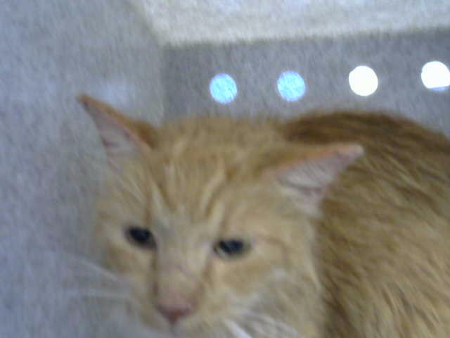 Adoptable Cat