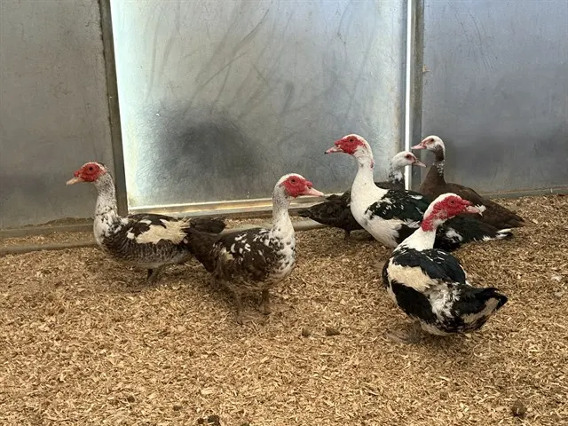 Adoptable Bird