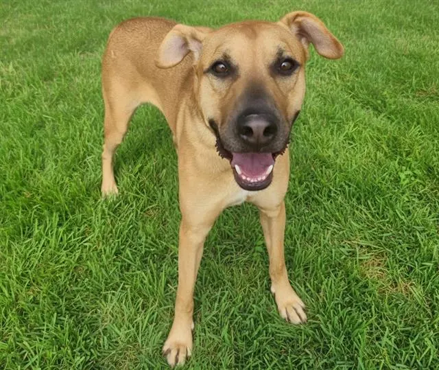 Canelo