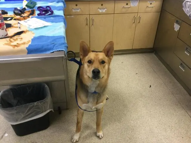 Goji
