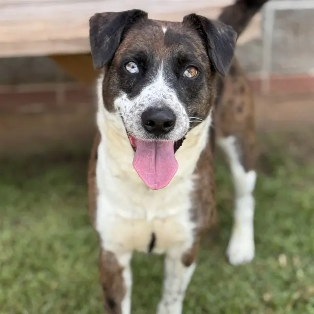 Roscoe