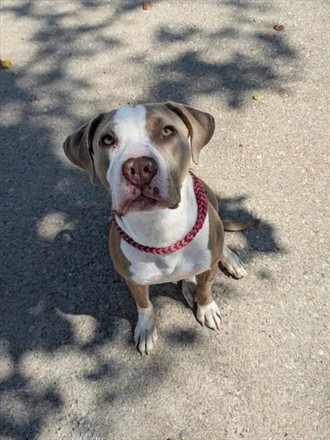 Dulce