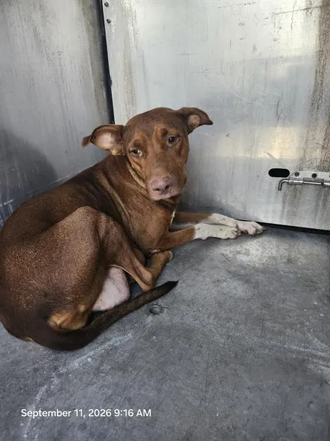 Adoptable Dog