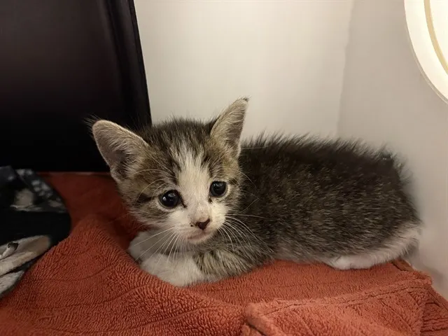 Petunia