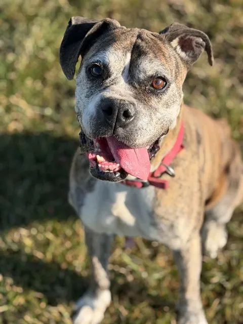 Olive