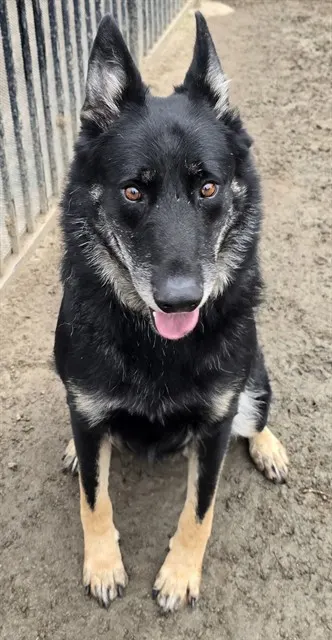 Chico