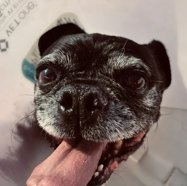 Ollie