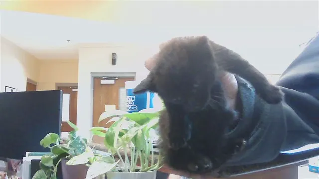 Milo