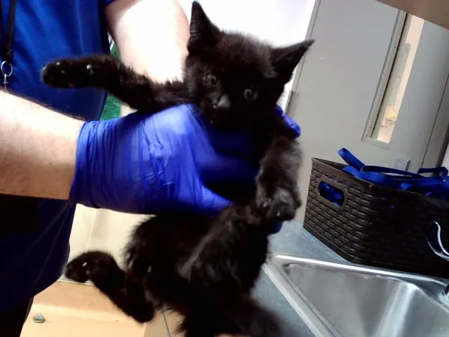 Adoptable Cat