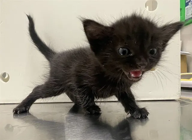 Adoptable Cat
