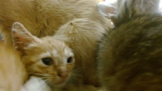 Gilly