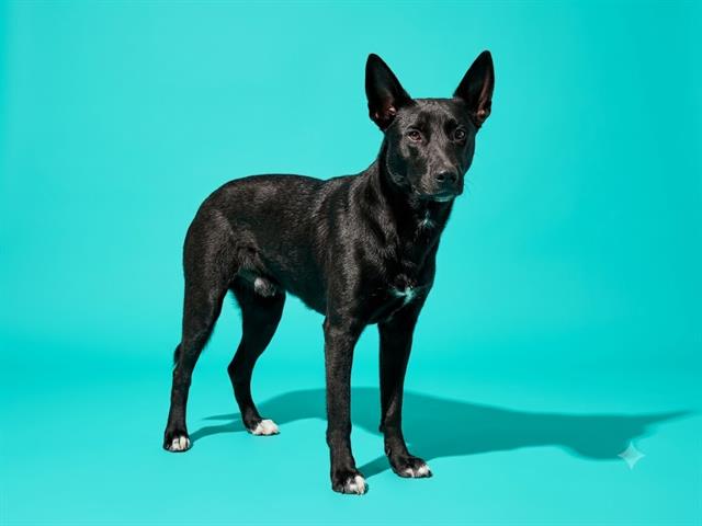 Augie
