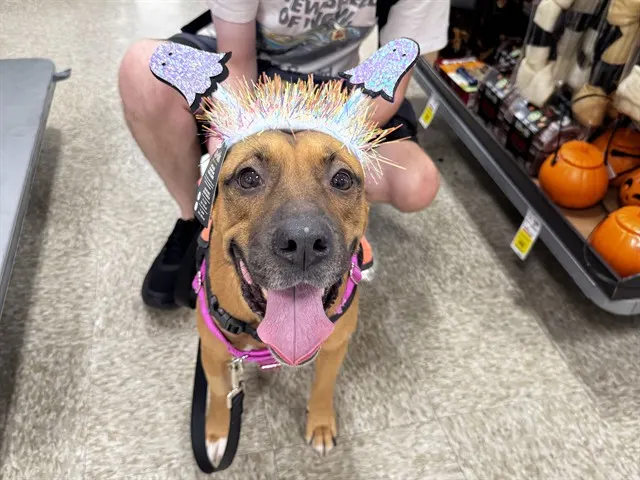 Stella