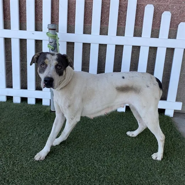 *Willow