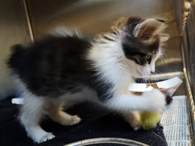 Adoptable Cat
