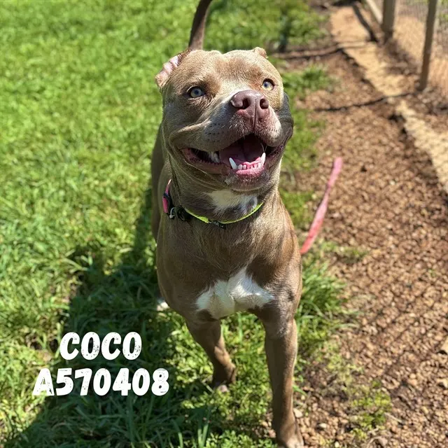 Coco