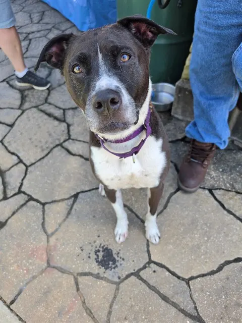 Tyson