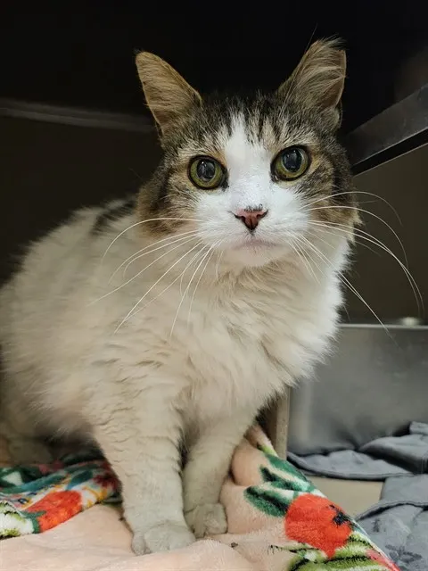 Mimi