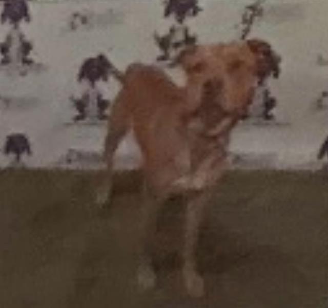 Scrappy