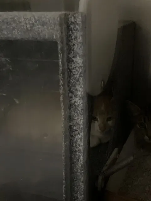 Adoptable Cat