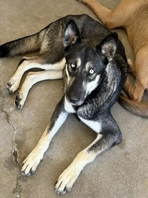 Penny