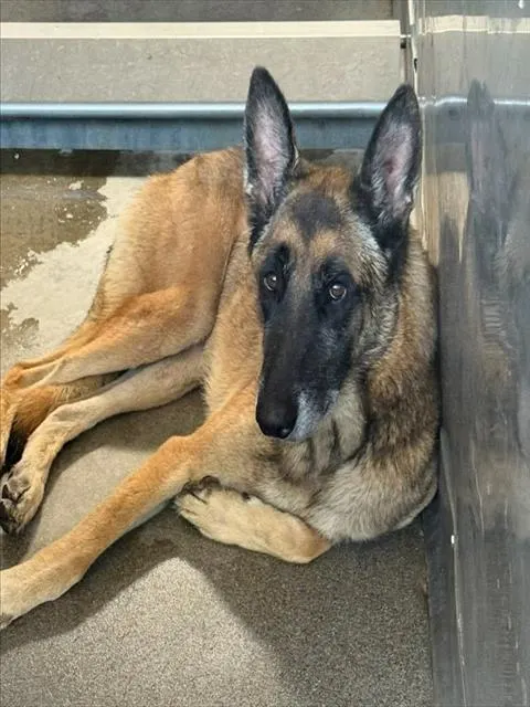 Maverick