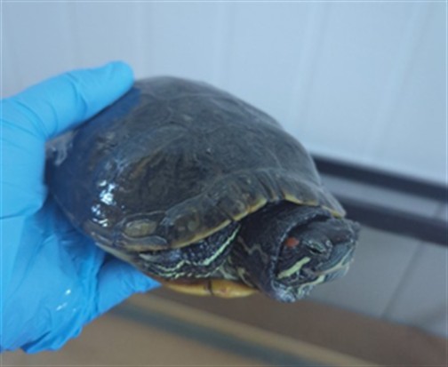 Donatello