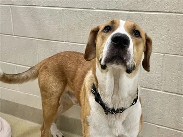 Canelo