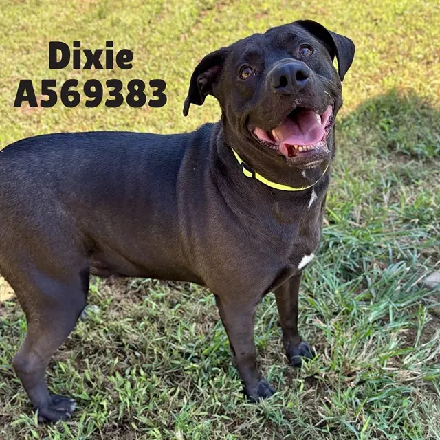 Dixie