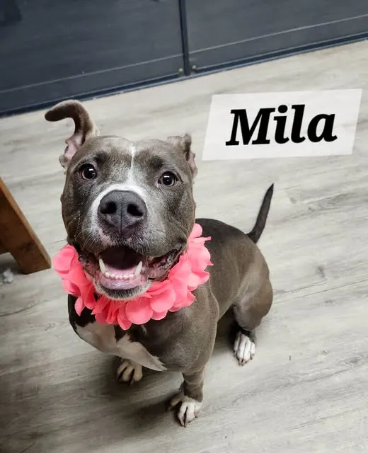 Mila