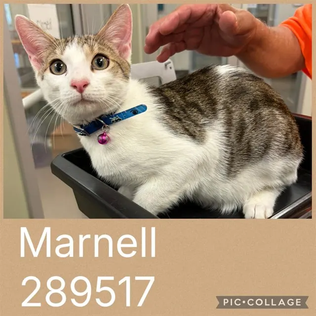 Marnell