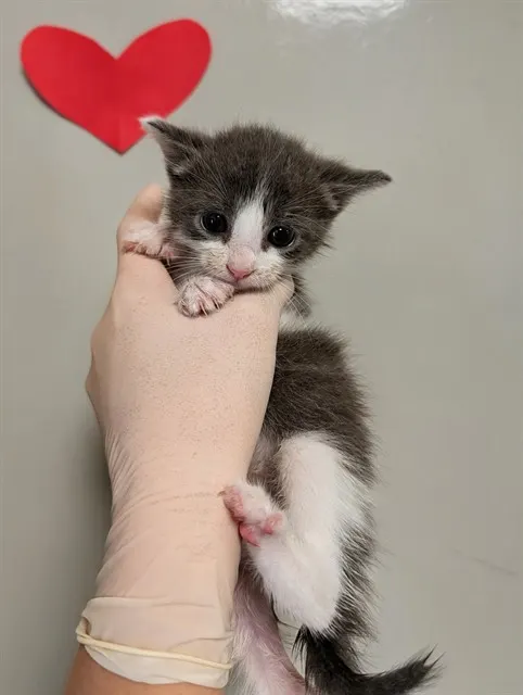 Penelope
