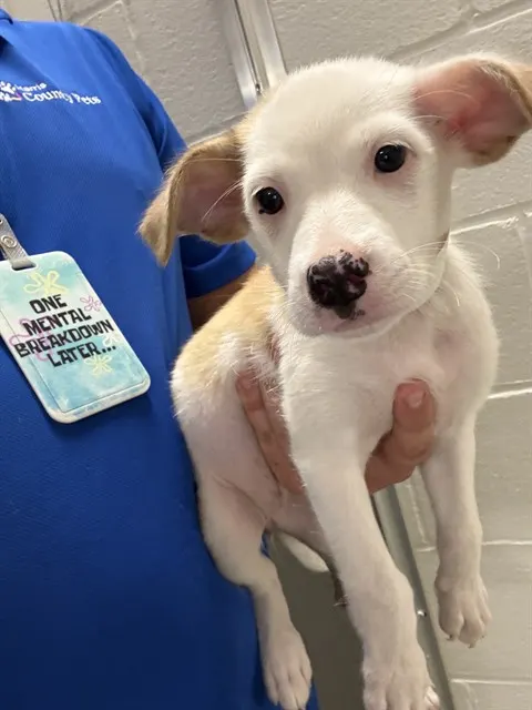 Adoptable Dog