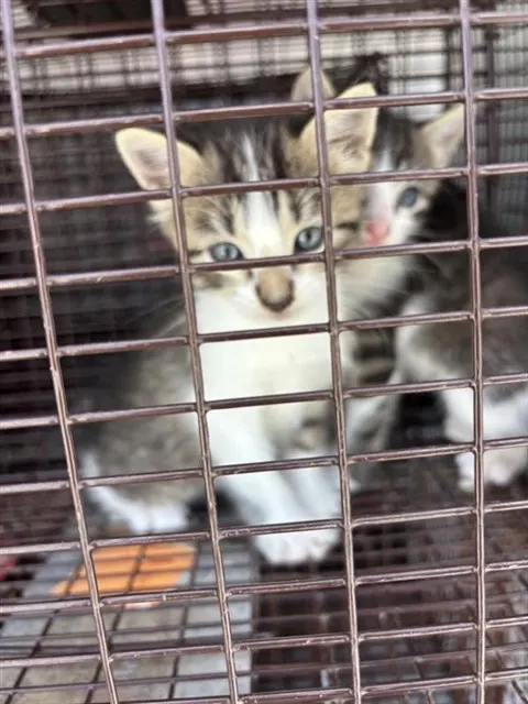 Adoptable Cat