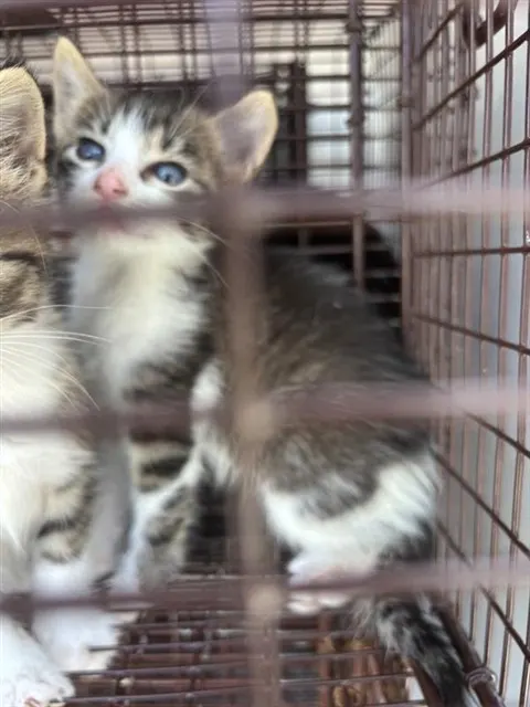 Adoptable Cat