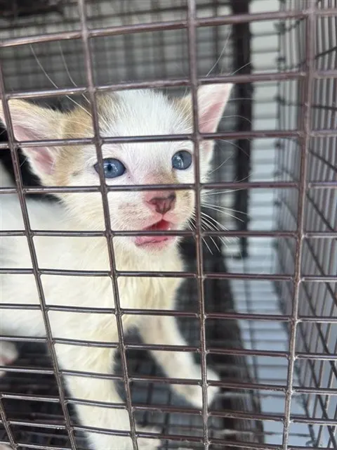 Adoptable Cat