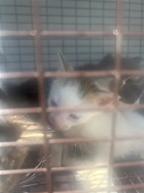 Adoptable Cat
