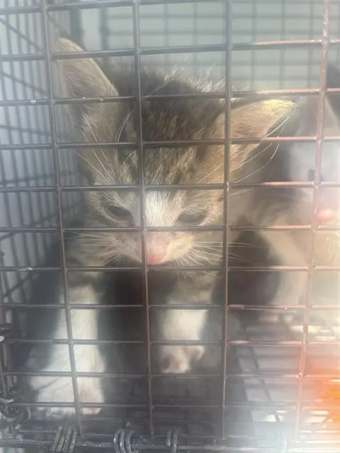 Adoptable Cat