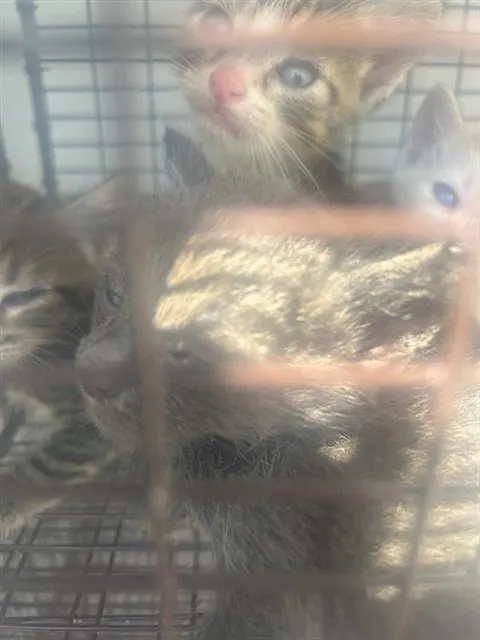 Adoptable Cat