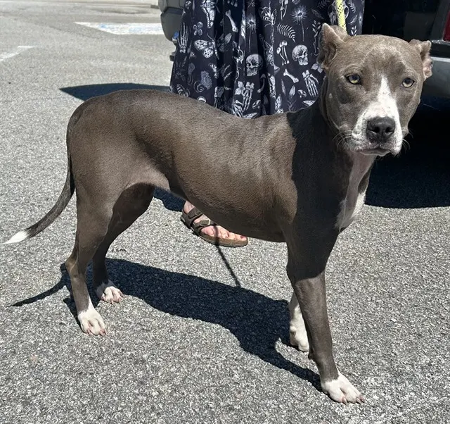 Kaya