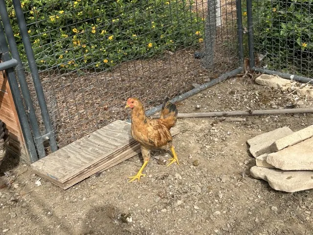 Adoptable Bird