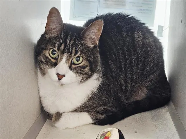 Oscar