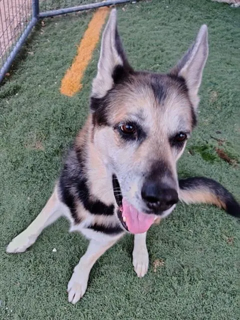 Bosco
